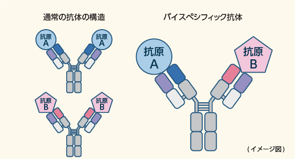 イメージ図：通常の抗体の構造／バイスペシフィック抗体