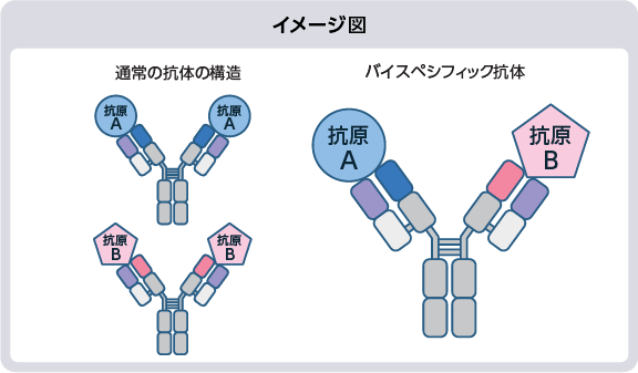 イメージ図:通常の抗体の構造/バイスペシフィック抗体