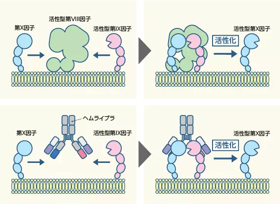 イメージ図：第VIII因子の働きとヘムライブラが作用するしくみ