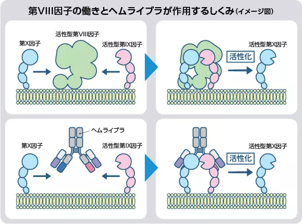 イメージ図：第VIII因子の働きとヘムライブラが作用するしくみ