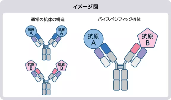 イメージ図：通常の抗体の構造／バイスペシフィック抗体