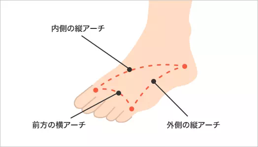 図：足のアーチ構造